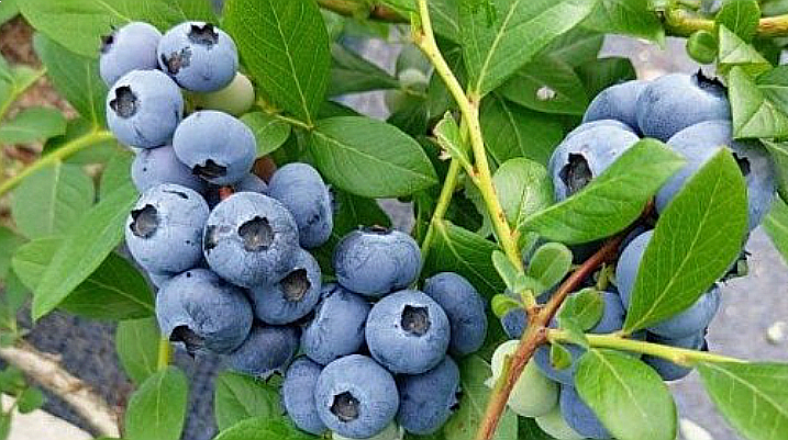 블루베리-항산화-파워로-뇌건강-지키는-슈퍼푸드