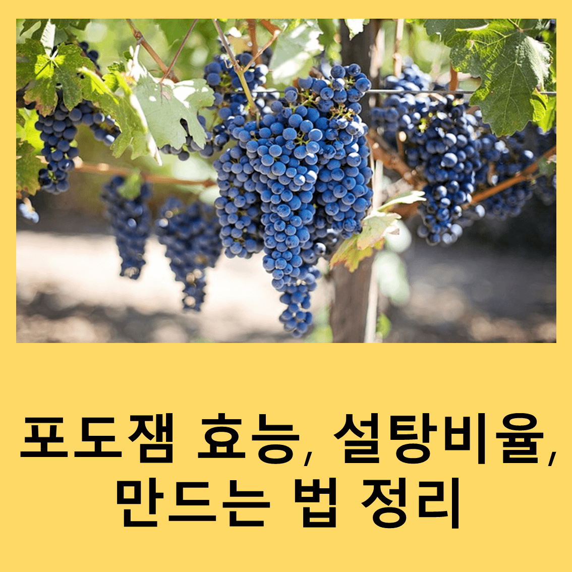 포도잼