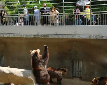 베어트리파크 철쭉축제 봄과 철쭉_14