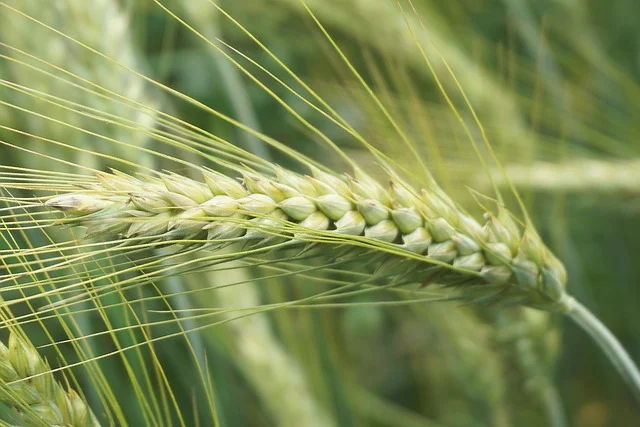 농작물손해평가사