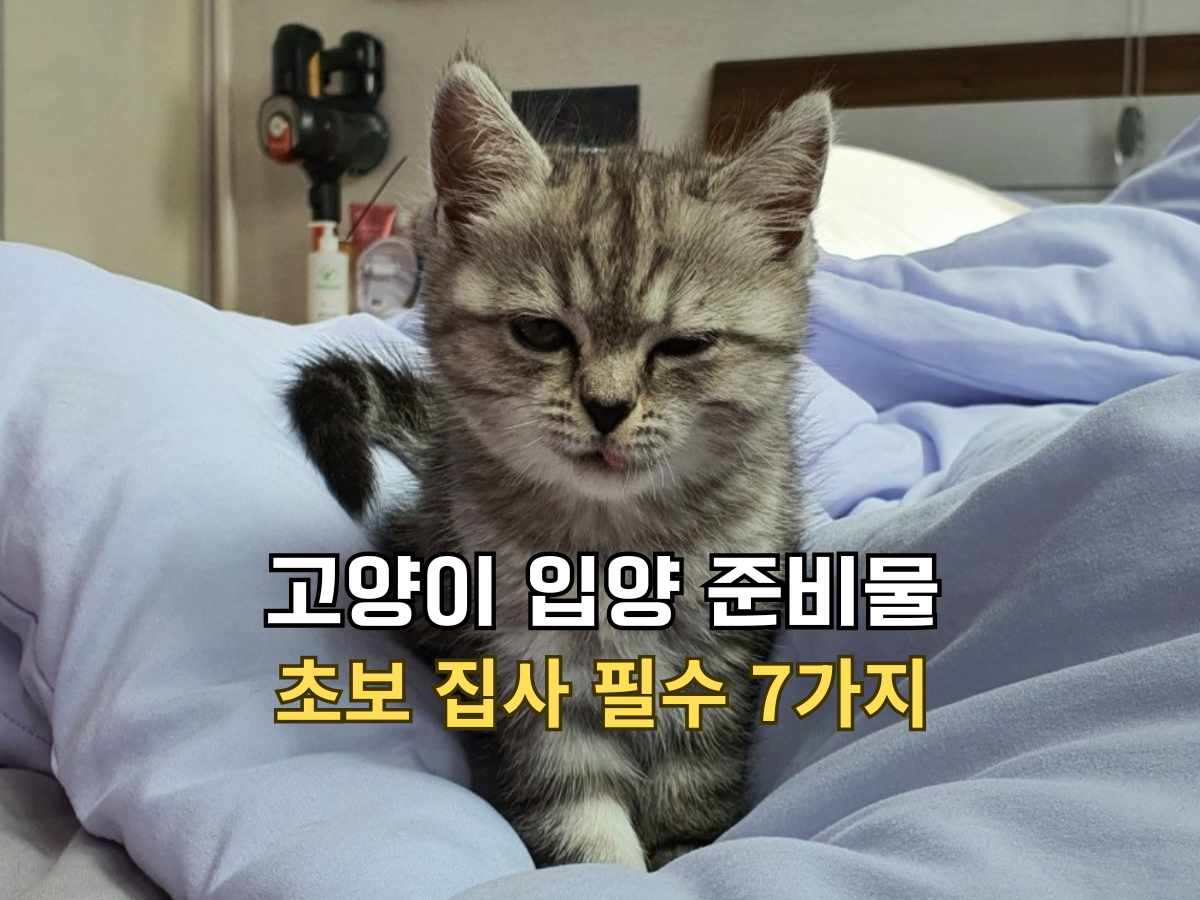 고양이 입양 준비물 초보 집사 필수 7가지 텍스트가 적힌, 이불 위에서 졸린 표정을 짓고 있는 귀여운 회색 아기 고양이 별찌