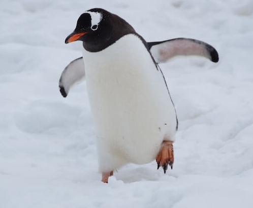 눈 위를 걷고 있는 펭귄