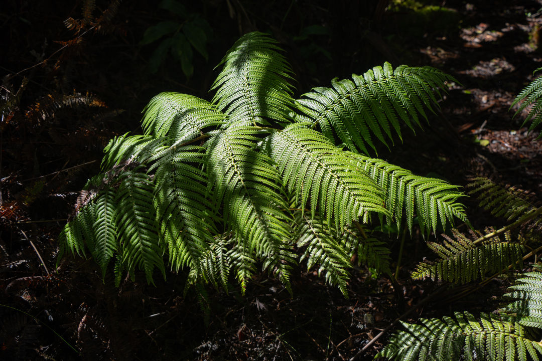 칼라우에아 이키 전망대 열대우림