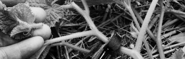 참외 순지르기그림: 수확량 증대 효과