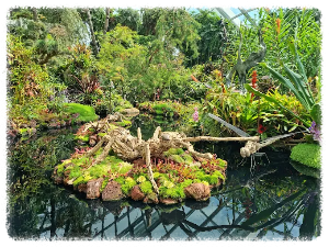 클라우드 포레스트