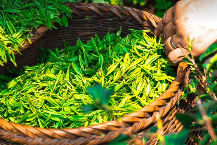 기억력 좋아지는 음식 녹차