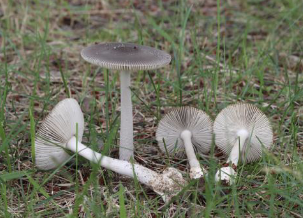 [독버섯 구별] 야생버섯 섭취 주의사항