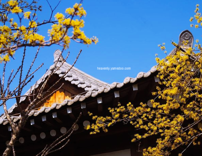 구례 산수유축제