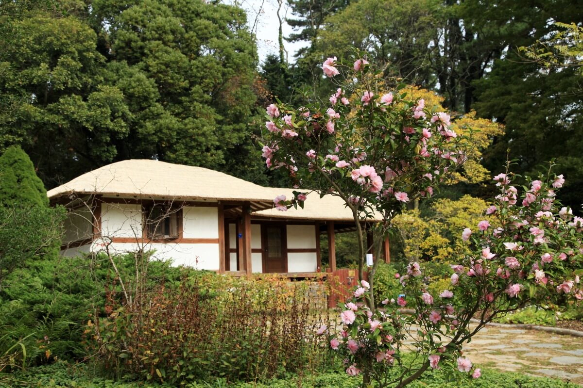 지금 인기 급상승! 수국 인생샷 명소 한눈에 정리