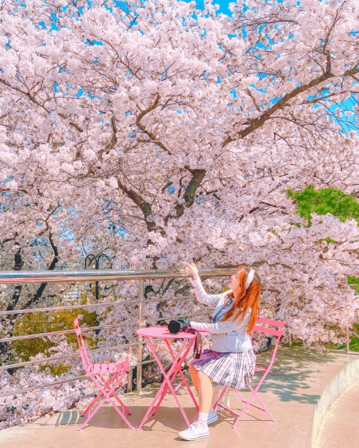 대구 이월드 벚꽃축제 관련사진