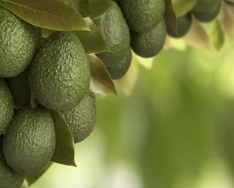 아보카도 효능 먹는 방법 오일 보관법 등 확인