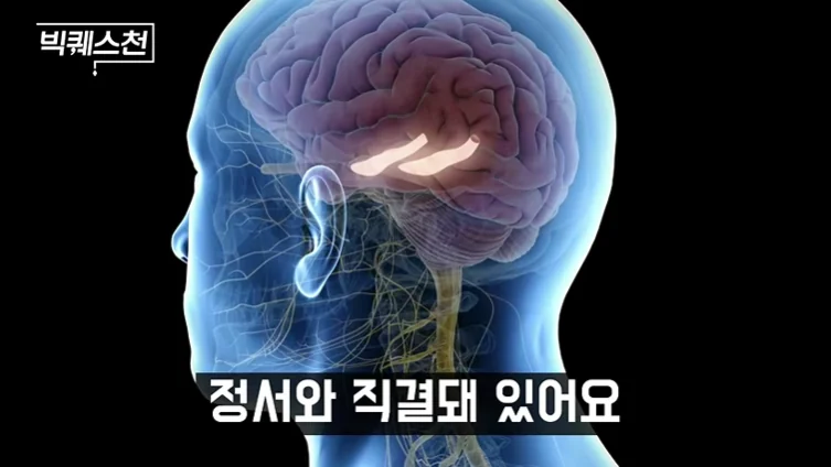 인간의 뇌 구조와 감정 처리에 관여하는 뇌 영역을 보여주는 3D 해부학 이미지, 정서와 직결돼 있어요라는 자막