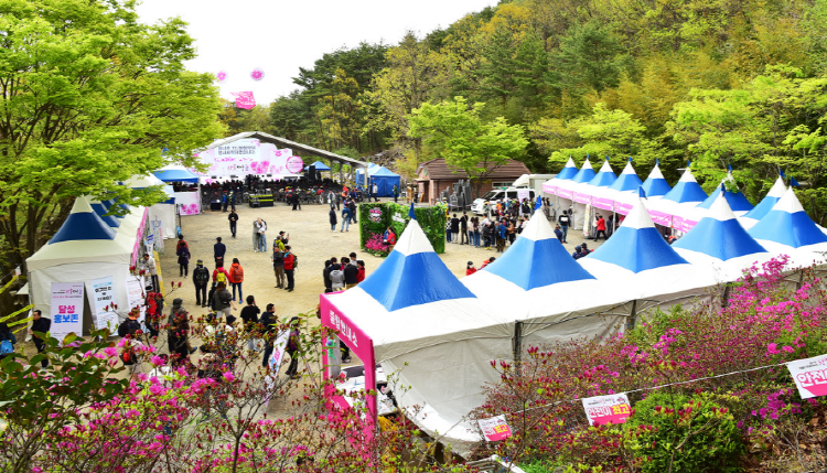 비슬산 참꽃축제