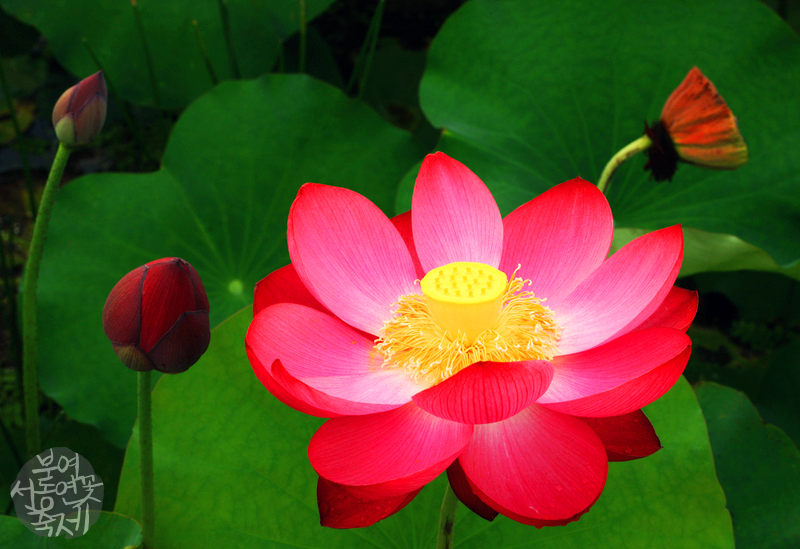 부여 서동연꽃축제