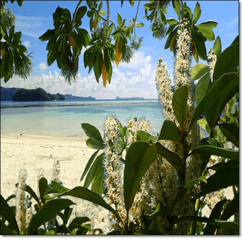 월계수 잎과 꽃