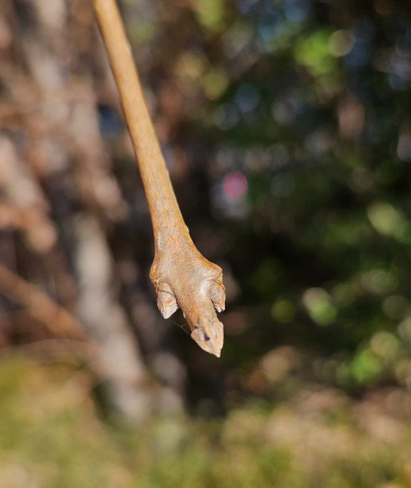 이팝나무 겨울눈1