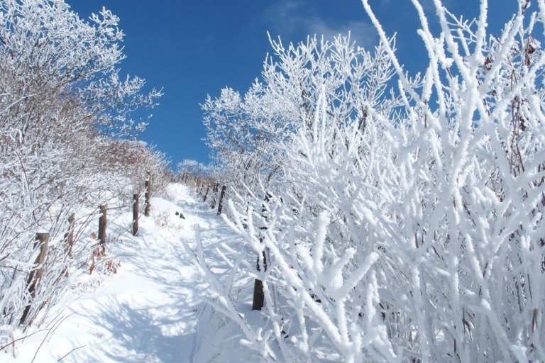 2026 눈꽃열차 추천 코스|강원·경북·설경 명소별 예매 팁 관련 사진