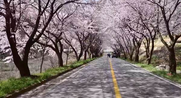 봄꽃 여행지