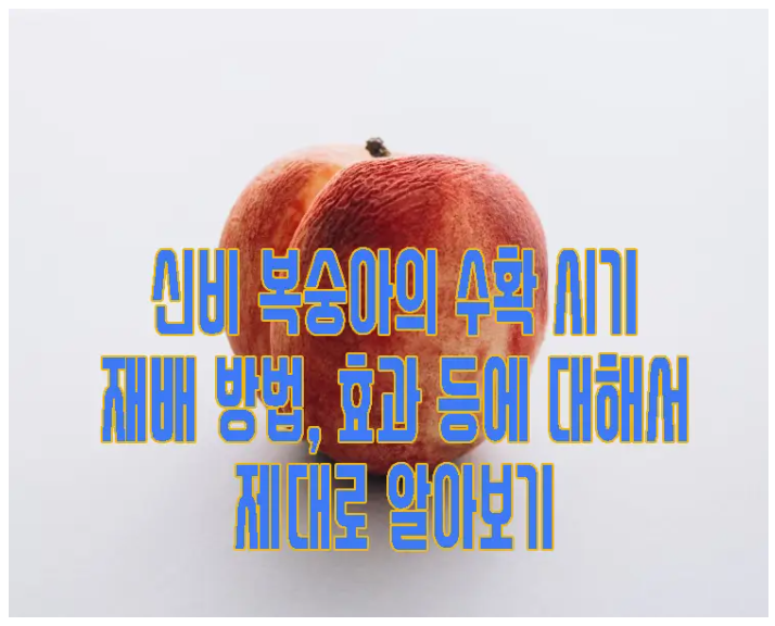 신비 복숭아에 관한 글 보러 가기 링크 사진