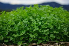 고수 씨앗 수확