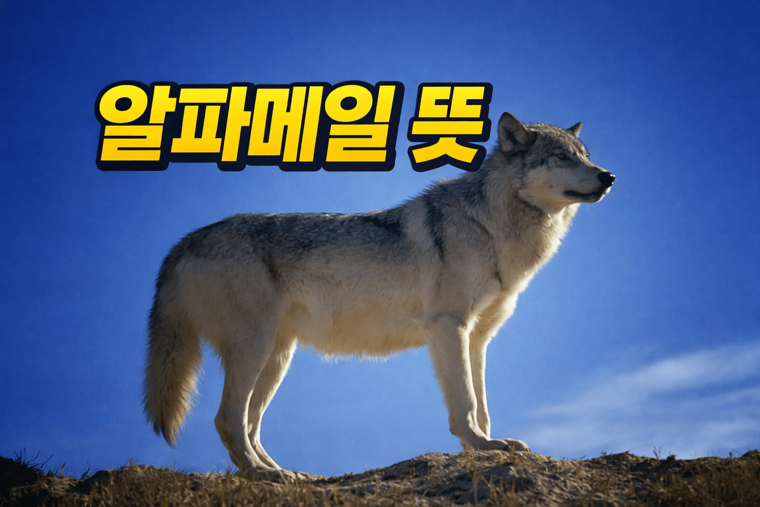 알파메일 뜻, 아직도 오해 중입니다|알파피메일은 같은 개념일까?
