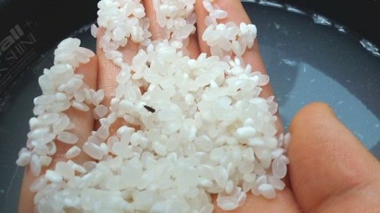 쌀벌레 없애는 법, 퇴치 방법