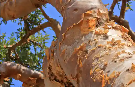 보스웰리아 효능 및 복용시 주의점