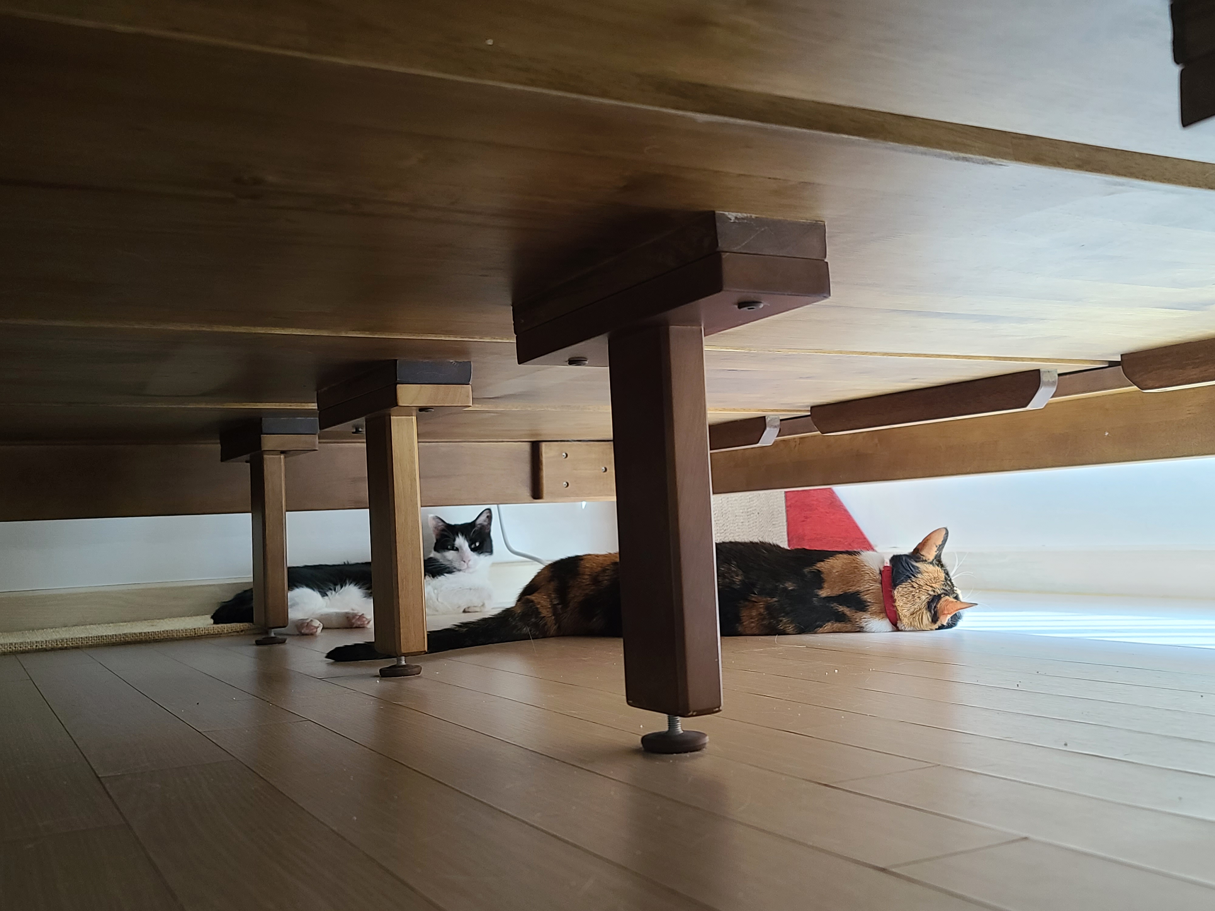 고양이들의 오늘 낮잠자는 포즈 (feat.내 다이슨 도대체 언제와?)