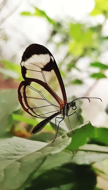 유리날개나비의 매력과 생태 묘사