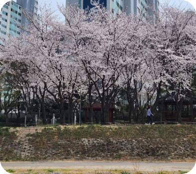 우리 아파트 앞에 핀 벚꽃