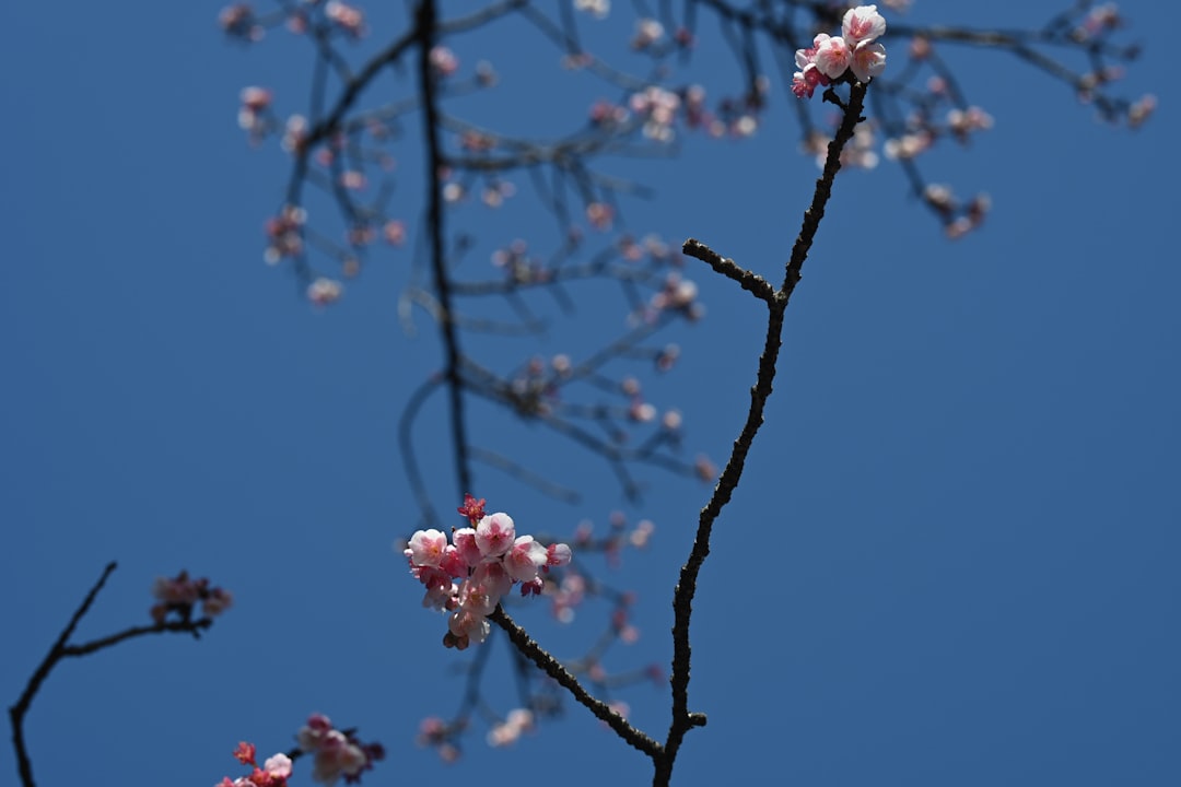 Cherry blossom.