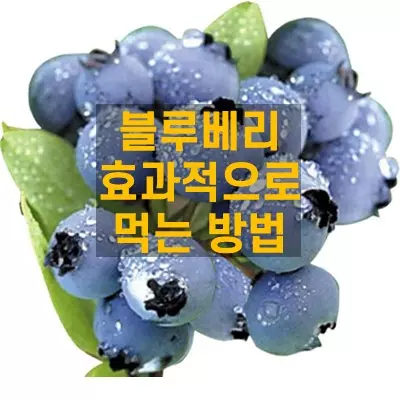 블루베리 효과적으로 먹는 방법과 영양성분