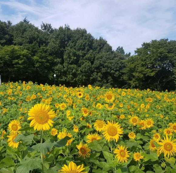 7월-꽃축제-하는곳