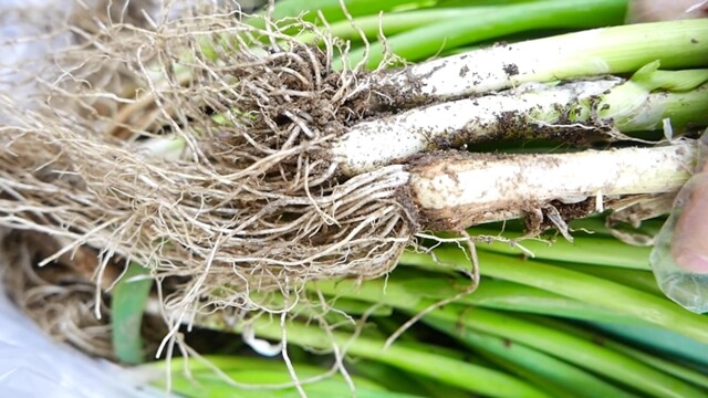 움파 파뿌리 챙기세요