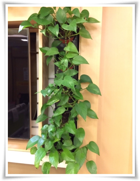 누구나 기르기 쉬운 공기정화 식물 &quot;스킨답서스 키우기&quot;