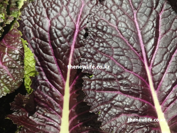 혈관 건강에 좋은 성분이 함유된 적겨자의 붉은색 잎맥과 줄기 확대 사진