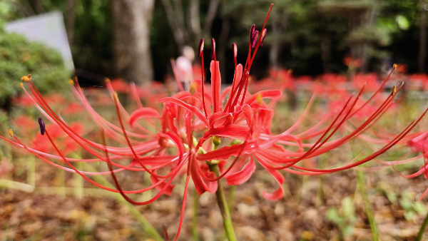 분당 중앙공원 꽃무릇8