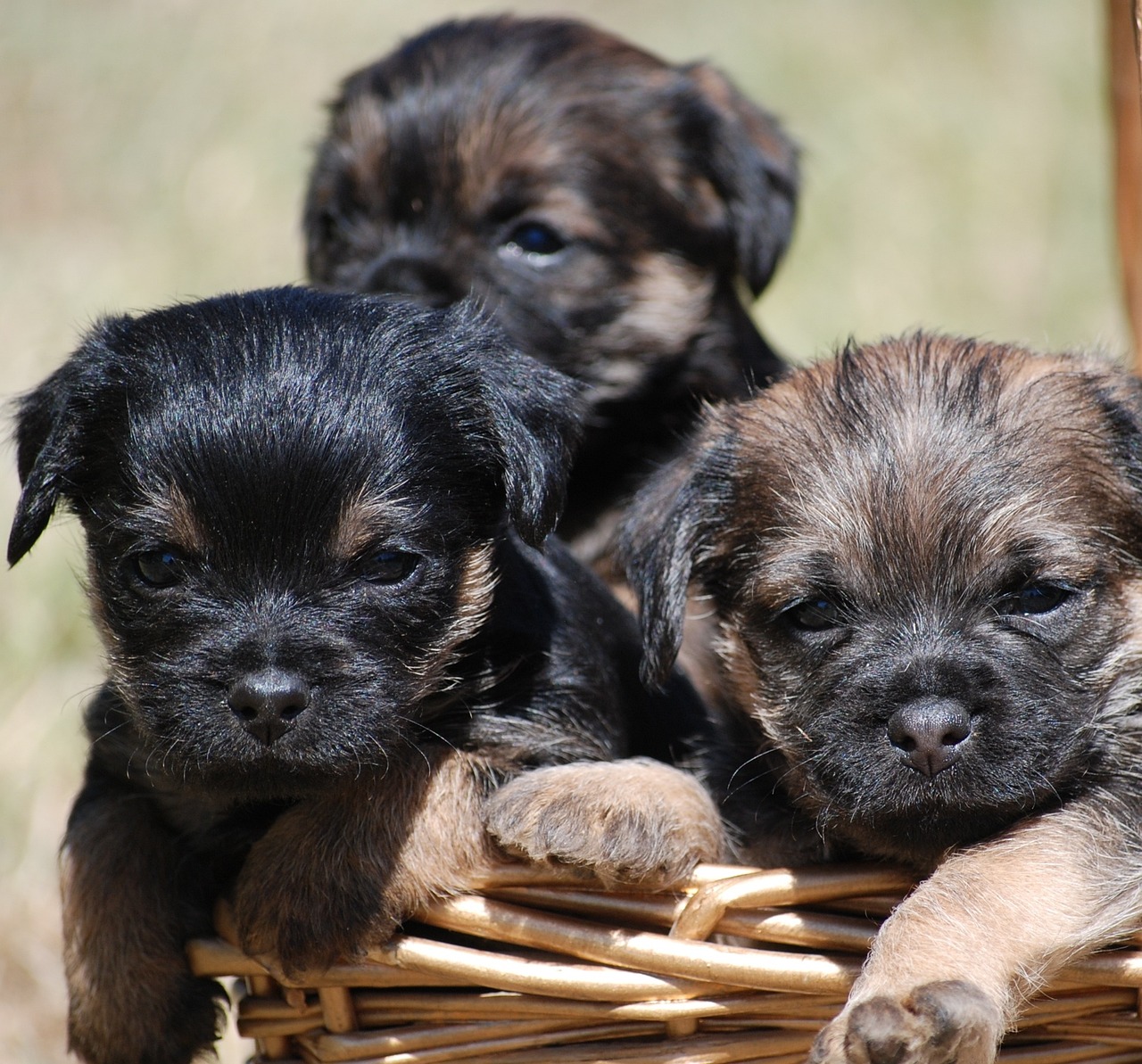보더 테리어(Border Terrier)2