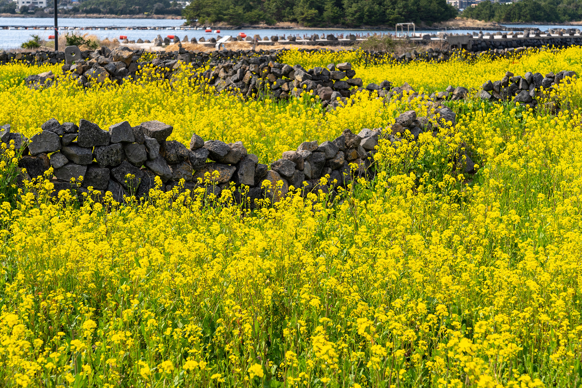 광치기해변 유채꽃밭