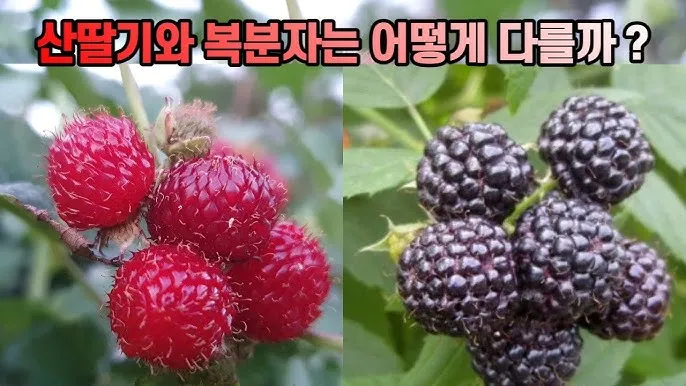 복분자 산딸기 차이점 생김새 영양소 비교 정리_3