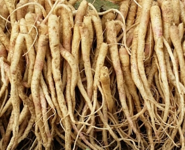 도라지 효능, 기관지 건강과 면역력에 좋은 이유