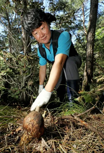 송이버섯 채취시기가격 정보를 확인_8