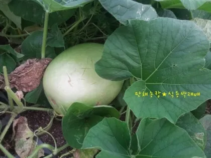박 재배 직파 심기 순 따기 말림 보관_6