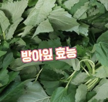 방아잎-효능