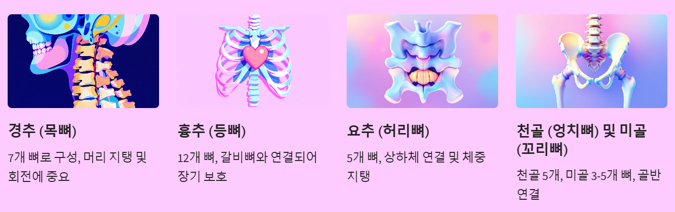 척추뼈 구분