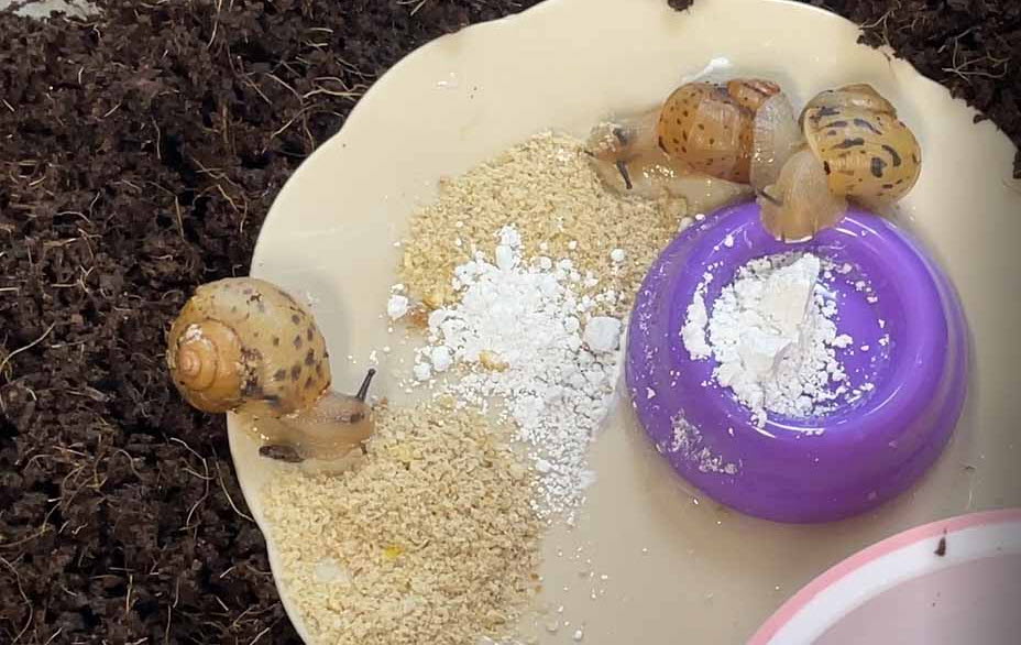 달팽이키우기-달팽이집만들기