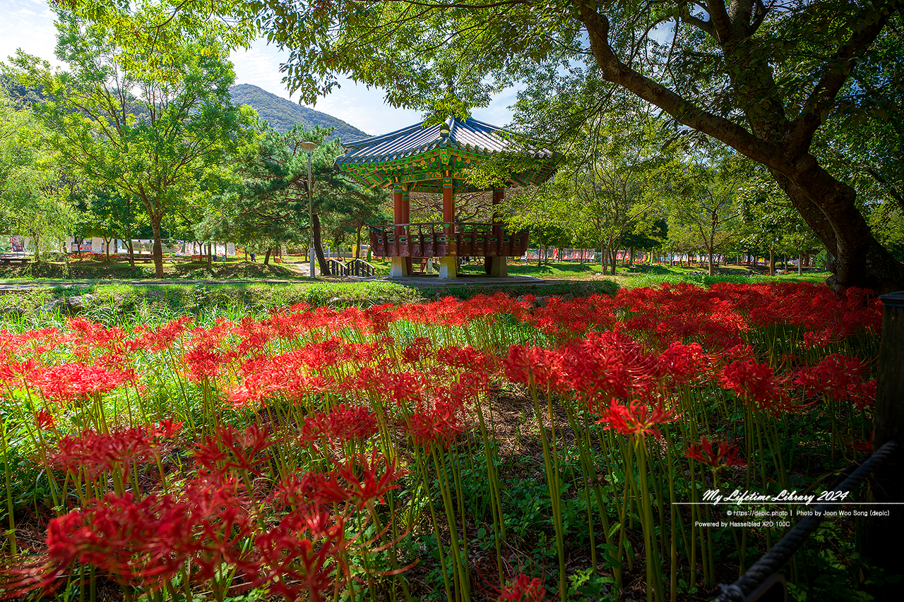 영광 불갑사 꽃무릇 가을
