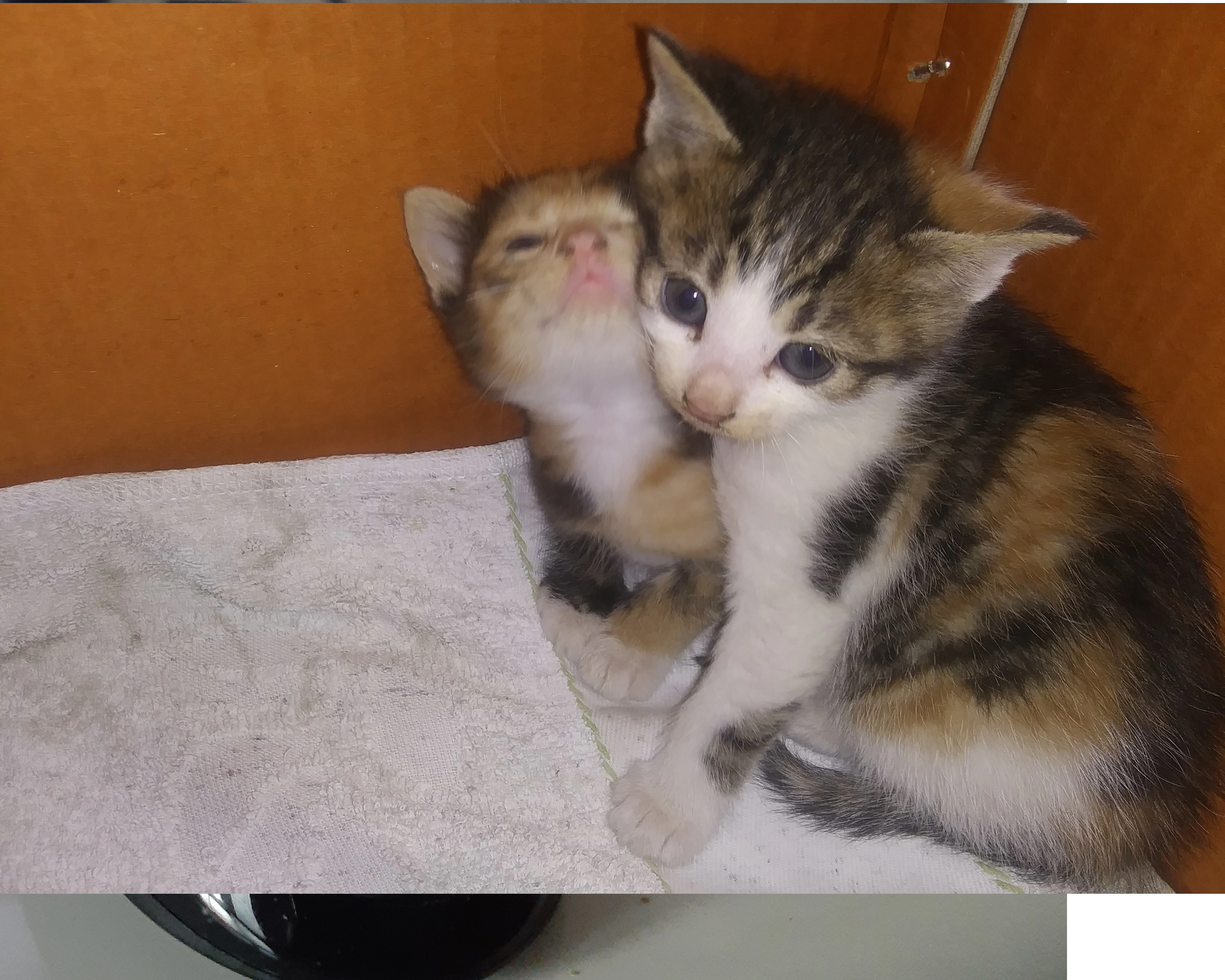 아기 고양이 입양