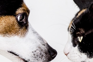 24시-동물병원-찾기