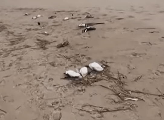 우루과이 펭귄 떼죽음